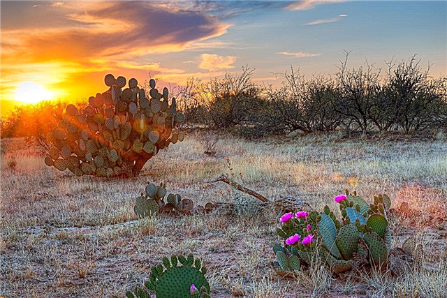Sonorano dykumos augalai