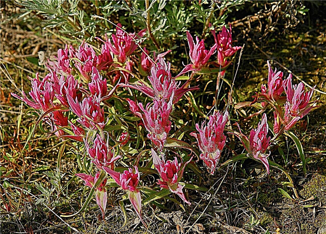 Sự kiện thực vật Tundra