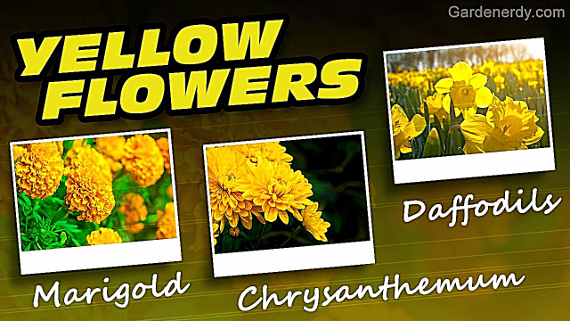 รายชื่อดอกไม้สีเหลืองที่ยอดเยี่ยม: คุณรู้จักกี่คน?