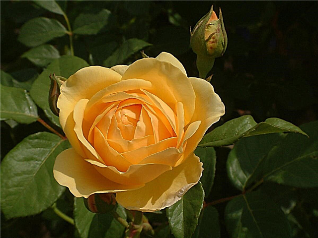 Символично значение на наистина зрелищните жълти рози