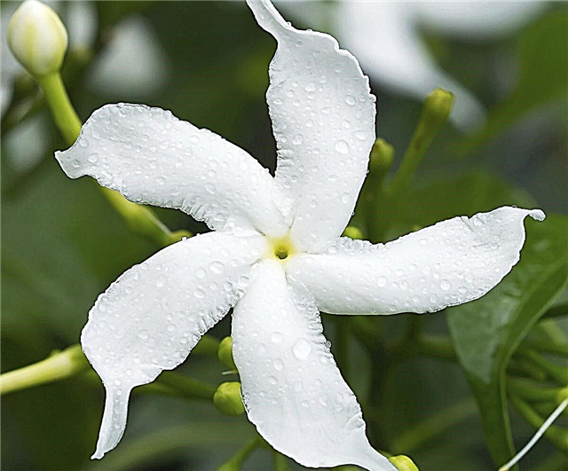 Sampaguita Flower Betekenis
