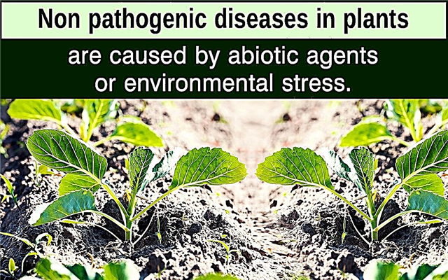 Niet-pathogene ziekten bij planten