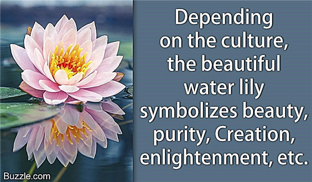 Ujawnione znaczenia - co naprawdę symbolizuje lilia wodna?