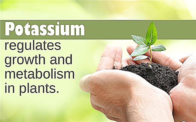 Carence en potassium dans les plantes