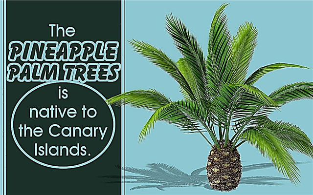 Ananas palmträd