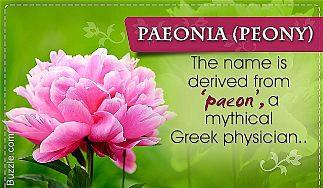 Очарователни и екзотични имена на цветя с уникални значения