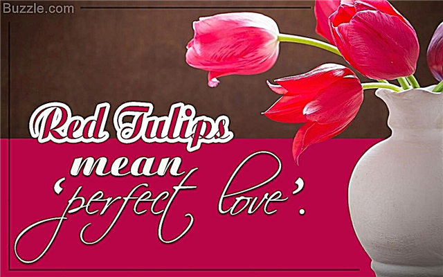 Du kommer att bli fascinerad av att känna till den verkliga betydelsen av röda tulpaner