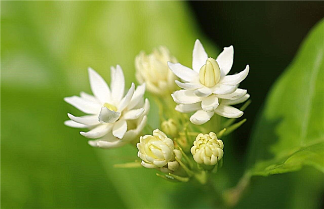 Nasveti, ki jih morate upoštevati pri skrbi za nočno cvetoče jasmine