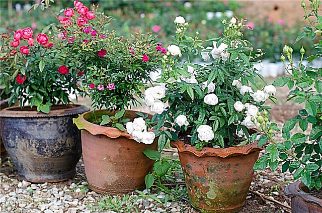 5 waanzinnig handige tips voor het verzorgen van Floribunda-rozen