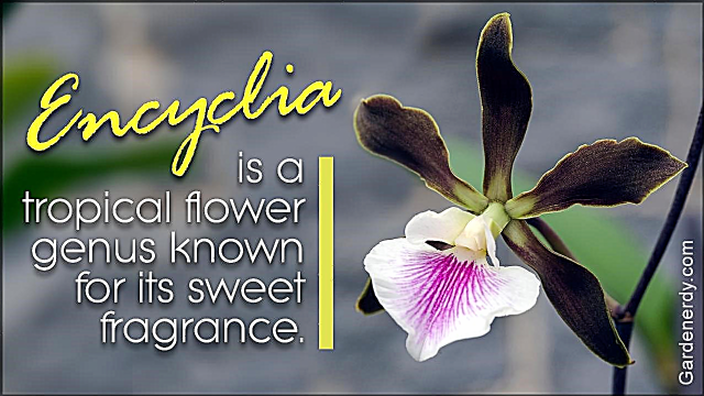 Eine alphabetische Liste tropischer Blumennamen mit Fakten und Bildern