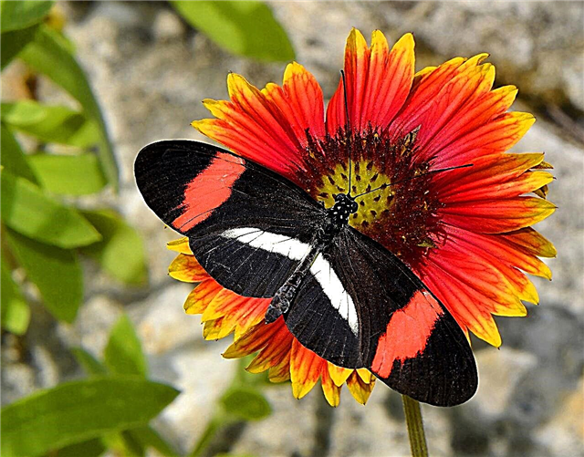 Liste des fleurs qui attirent les papillons