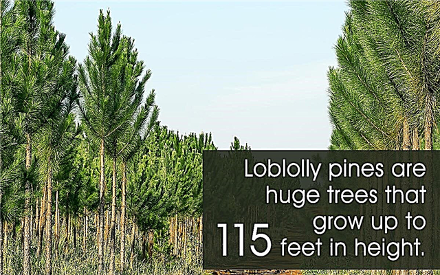 ما مدى سرعة نمو أشجار الصنوبر؟
