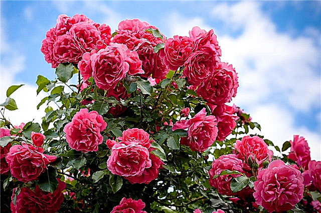 Vă întrebați cum să faceți îngrășăminte organice pentru trandafiri? Iată 3 moduri