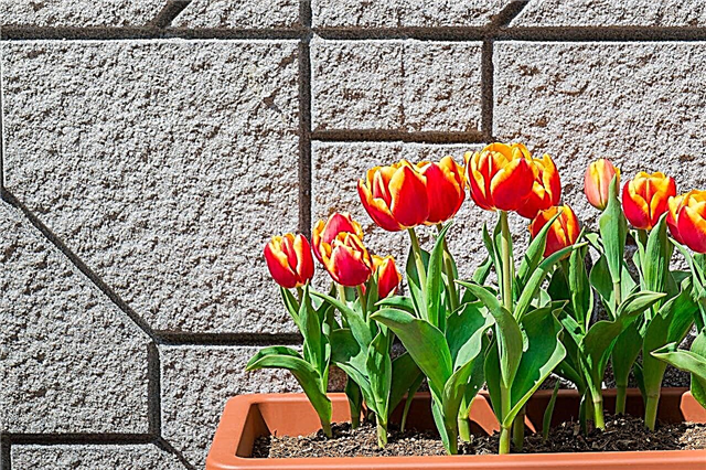 Como cuidar dos bulbos de tulipa após a floração para mantê-los com uma aparência bonita