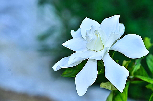 Weet u niet hoe u gardenia's uit stekken kunt laten groeien? We zullen het je vertellen