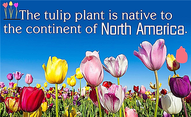 Datos del árbol de tulipán