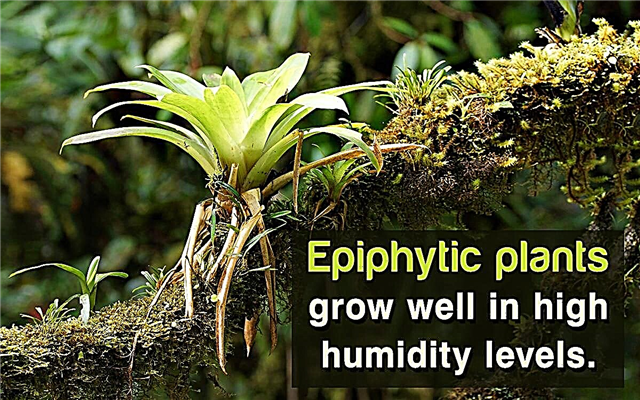 Epiphytic 식물을 돌보는 방법