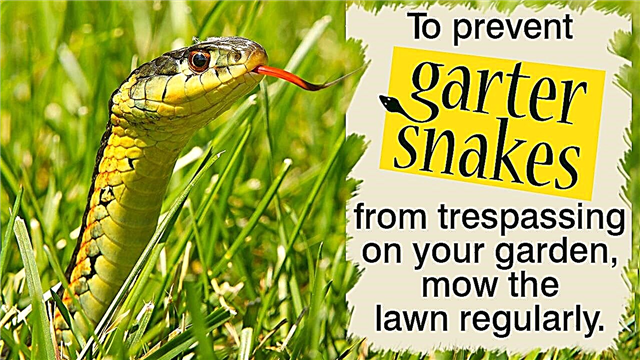 Sfaturi pentru a scăpa de șerpii jartiere fără a risca deloc nimic