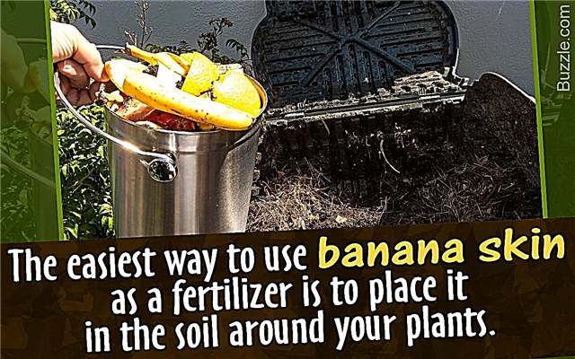 Jak používat banány jako hnojivo a zajistit, aby byla vaše zahrada zelenější