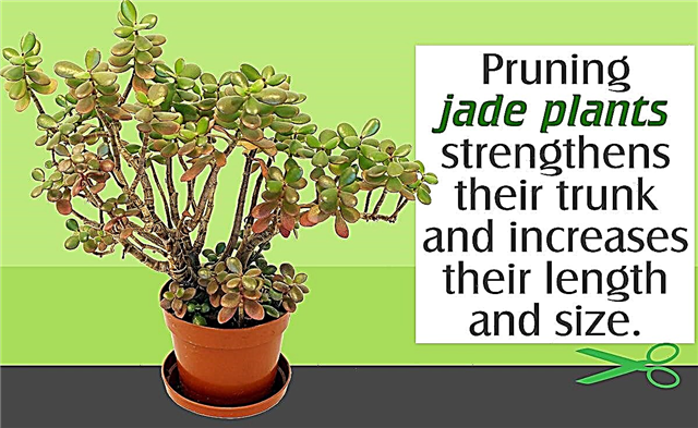 Jade Plant Snoei Tips