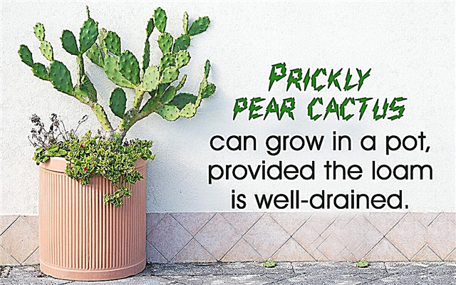 Hướng dẫn chăm sóc cây xương rồng Prickly Pear