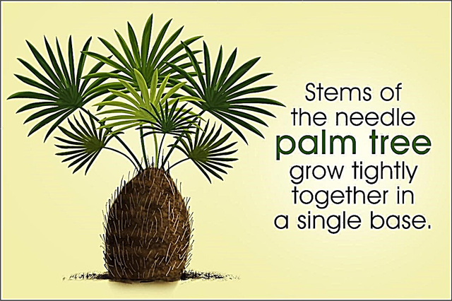 Needle Palm Care