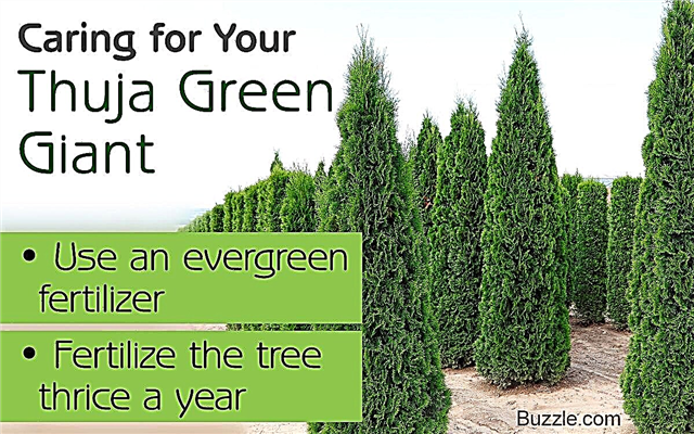 Ar trebui să notați aceste sfaturi utile despre îngrijirea gigantului verde Thuja