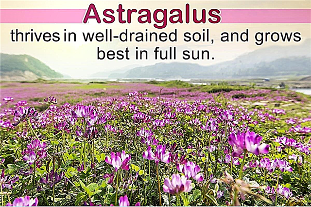 Tips og instruktioner om, hvordan man dyrker Astragalus derhjemme