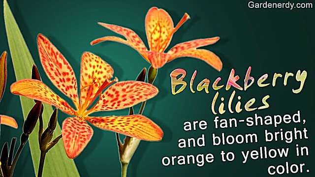 Μια καταπληκτική λίστα με 20 πορτοκαλί λουλούδι με ονόματα, γεγονότα και εικόνες