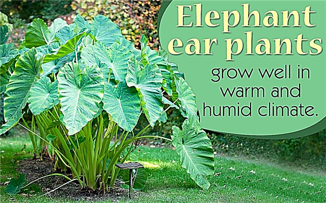 Грижа за растението за слонови уши