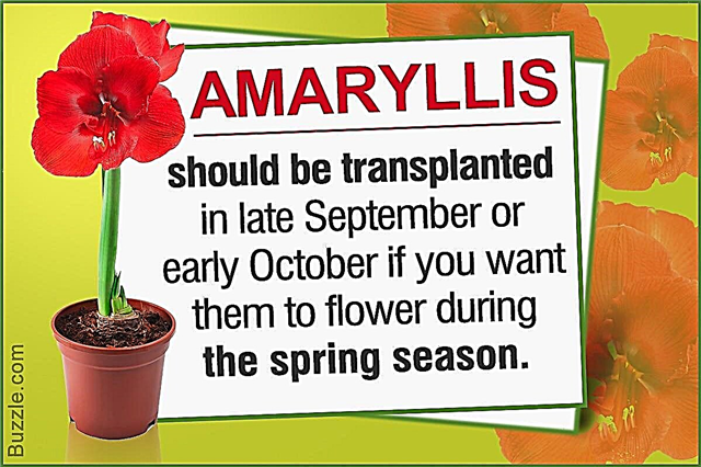 Stapsgewijze methode om u te leren hoe u amaryllis moet transplanteren