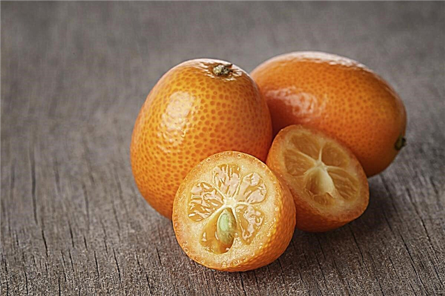 Die 5 wichtigsten Faktoren für die vollständige Pflege eines Kumquat-Baums