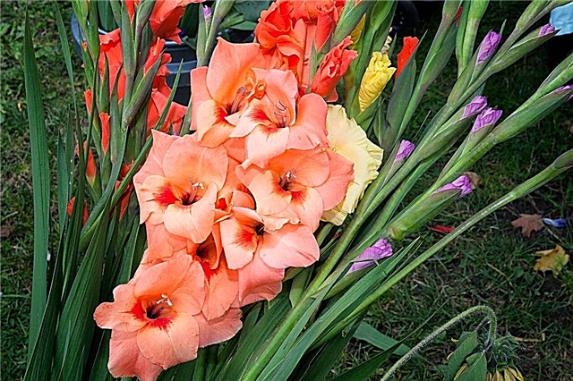 Hvordan transplantere en Gladiolus i 7 enkle trinn