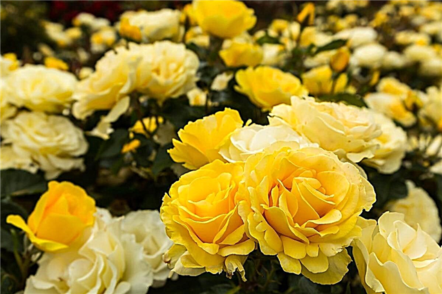 Eine praktische Anleitung zum Kultivieren der Rosen von Lady Banks
