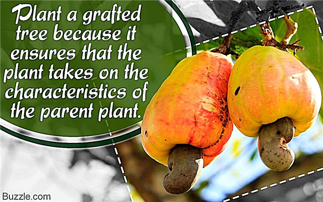 Lees deze basisinstructies voor het kweken van cashewbomen