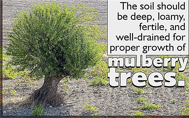 Perawatan Pohon Mulberry