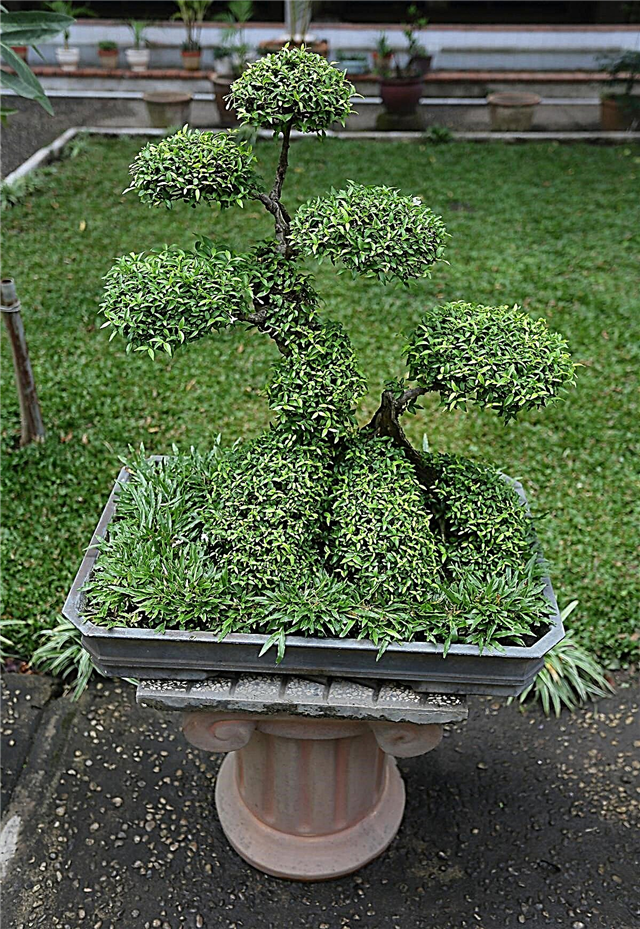 Hur man gör bonsaijord hemma