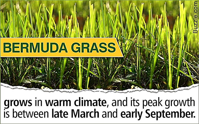 Fortellende tegn på hvordan du kan identifisere og bli kvitt Bermuda Grass