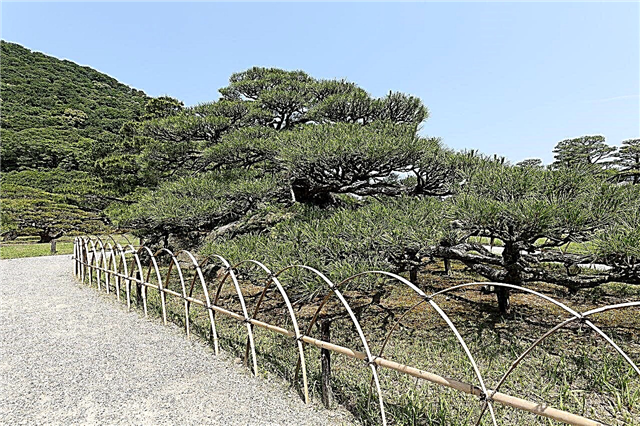 Fapte despre arborele de pin Bristlecone
