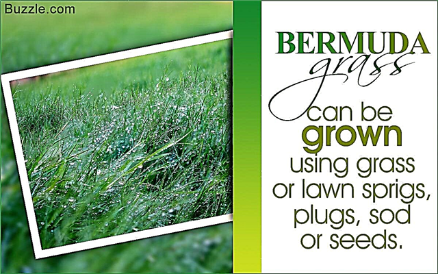Как правильно культивировать и выращивать бермудскую траву