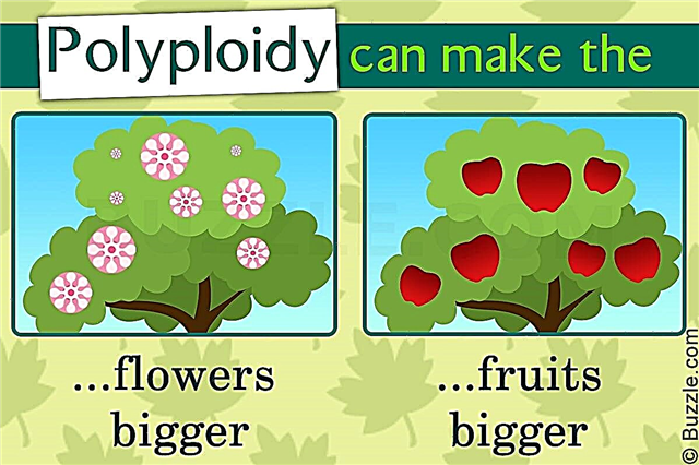 Trädgårdsodling: fördelar med polyploidi hos växter