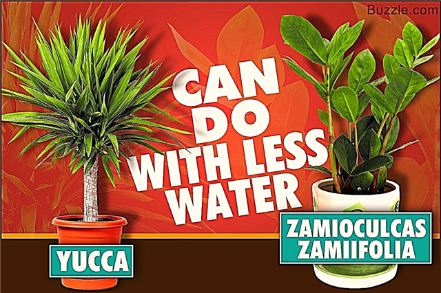 Planter, der trods alt overraskende ikke har brug for meget vand