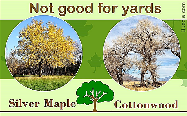 Дізнайтеся про 5 дерев, яких НІКОЛИ не слід садити у своєму дворі, і чому