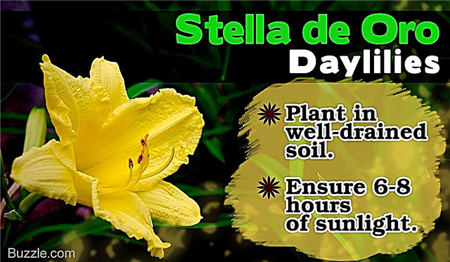 Hacks simple pentru a vă învăța cum să aveți grijă de Daylilies Stella de Oro