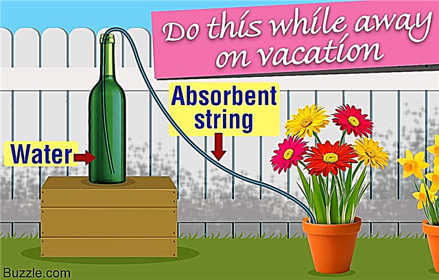 Maneras fáciles y efectivas de regar las plantas mientras está de vacaciones