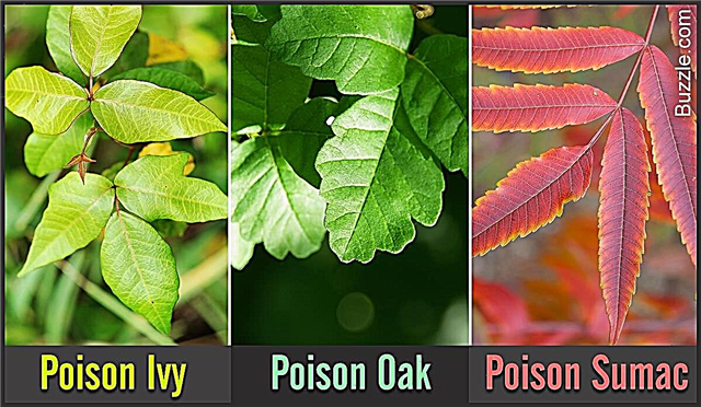Come identificare le piante di quercia velenosa, edera velenosa e sommacco velenoso