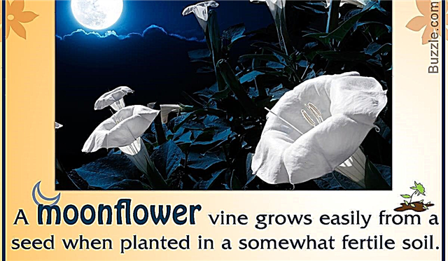 Ako pestovať vinič Moonflower - všetko, čo ste chceli vedieť