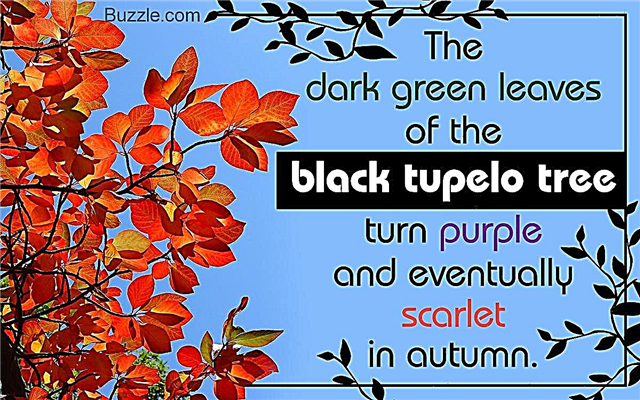 काले टुपेलो पेड़ों के बारे में शानदार तथ्य