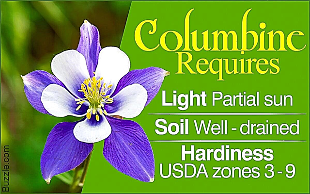 Osnovni savjeti o tome kako uzgajati i brinuti se za cvijeće Columbine