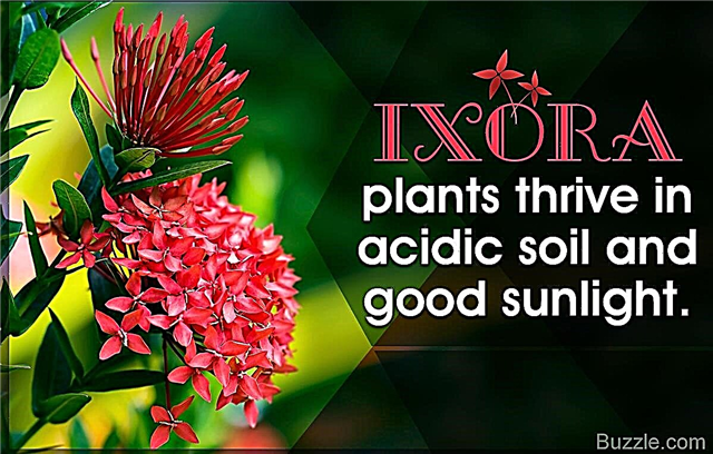항상 꽃을 피우는 Ixora 식물에 대해 알아야 할 사항